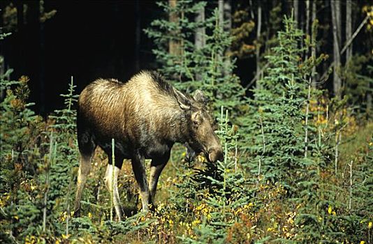 驼鹿,麋鹿,母牛,碧玉国家公园,艾伯塔省,加拿大,北美