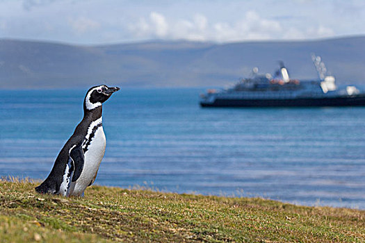 麦哲伦企鹅,小蓝企鹅,看,旅游,船,海滩,福克兰群岛