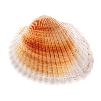 海螺壳,隔绝,白色背景,背景