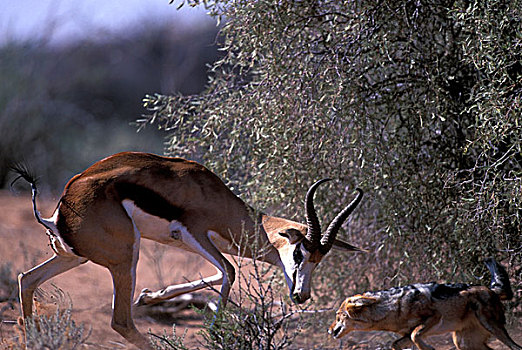 南非,卡拉哈迪大羚羊国家公园,黑背狐狼,黑背豺,跳羚