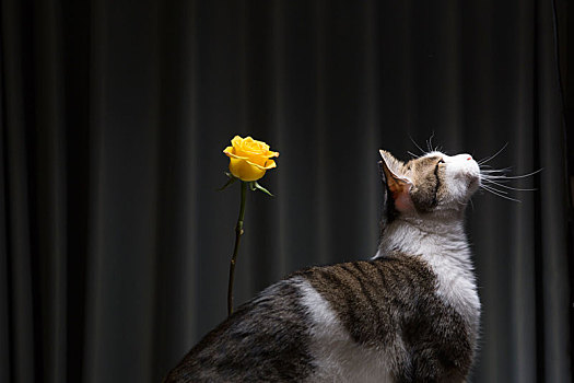一支黄色的玫瑰和一支可爱的小猫