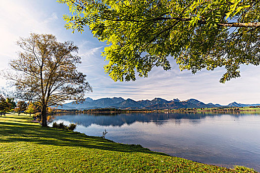 树,湖,岸边,秋天,斯瓦比亚,巴伐利亚,德国
