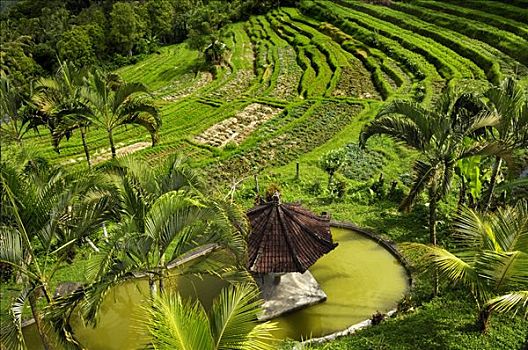 稻米梯田,花园,靠近,巴厘岛,印度尼西亚
