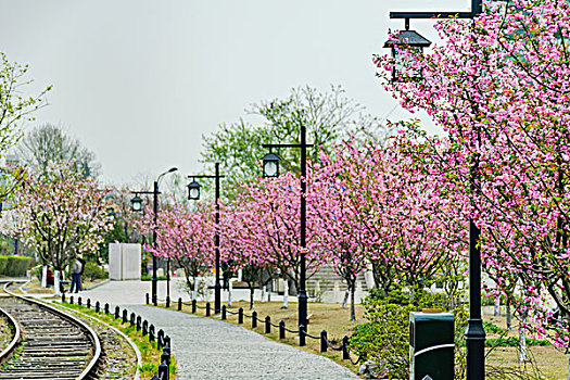杭州白塔公园樱花