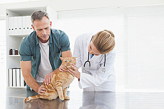 兽医,给,猫,检查
