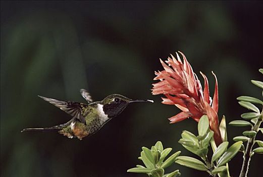 蜂鸟,飞,靠近,拉丁美洲,女士,兰花,雾林,哥斯达黎加