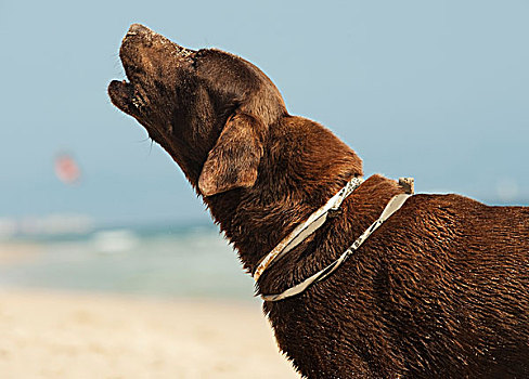 狗,吠叫,海滩,安达卢西亚,西班牙