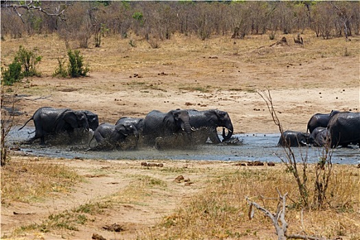 非洲象,浴,泥,水坑