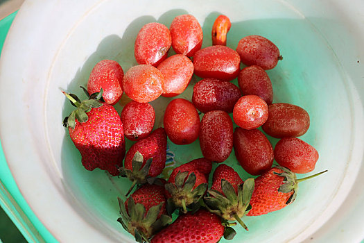 羊奶果与草莓