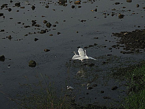 洛河湿地的白鹭野鸭