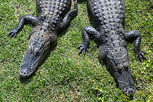 鳄鱼,阳光,大沼泽地国家公园,佛罗里达,美国