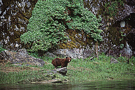 棕熊,莎草,草,河口,山谷,不列颠哥伦比亚省,加拿大