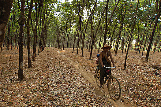 一个,男人,儿子,自行车,木头,橡胶,种植园,靠近,城镇,孟邦,缅甸