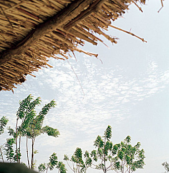 稻草,屋顶,树