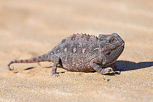 蜥蜴,小,旅游,纳米比亚
