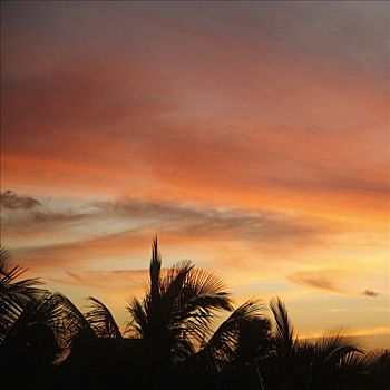 剪影,棕榈树,黄昏,墨西哥