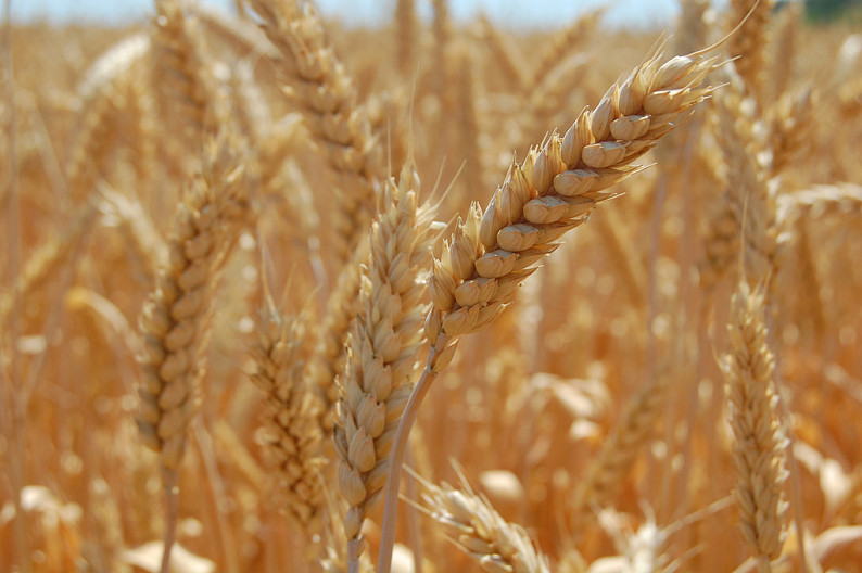 成熟,麦穗,小麦,就绪,收获_高清图片_全景视觉