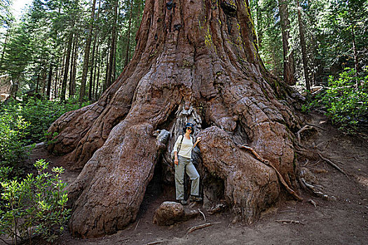 女人,站立,脚,红杉,美洲杉,巨杉,小树林,优胜美地国家公园,加利福尼亚,美国,北美