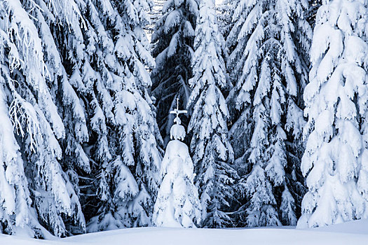 积雪,树,滑雪,区域,萨尔茨堡,陆地,奥地利