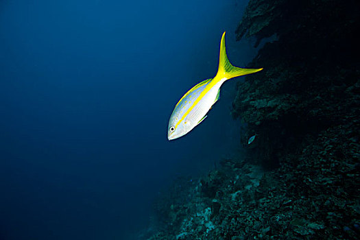 黄尾笛鲷,加勒比,深潜,海湾群岛,洪都拉斯,中美洲