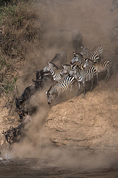 角马,斑马,每年,迁徙,马拉河,南方,肯尼亚