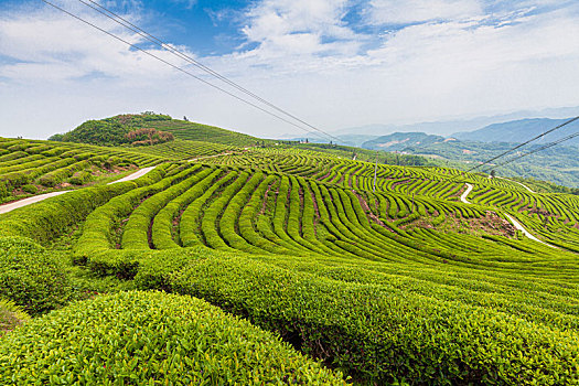 晴日里的茶场很壮观