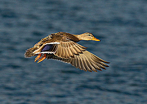 雌性,野鸭,飞行,泻湖,维多利亚,不列颠哥伦比亚省,加拿大