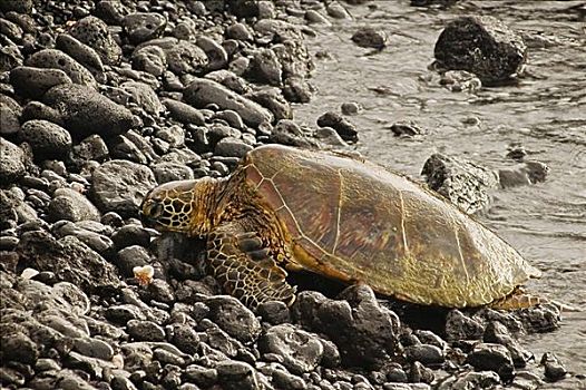 夏威夷,夏威夷大岛,柯哈拉海岸,四季,绿海龟,休息,岩石,岸边