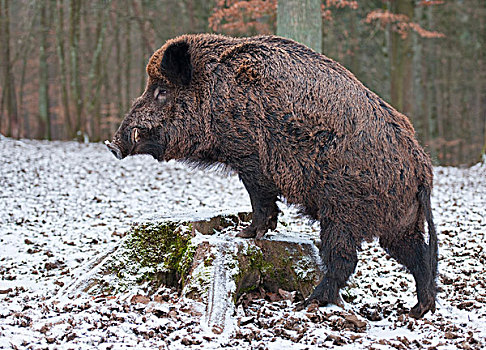 野猪,公猪,冬季外套,树桩,俘获,巴伐利亚,德国,欧洲