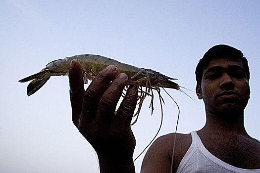 一个人,虾,坚定,乡村,孙德尔本斯地区,孟加拉,五月,2007年