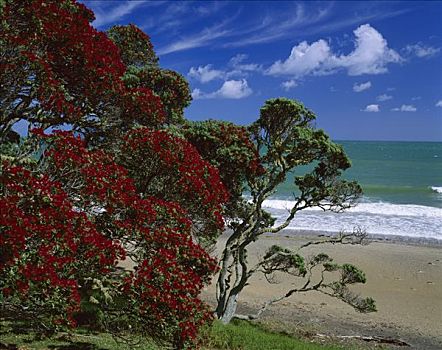 花,树,海滩,新西兰