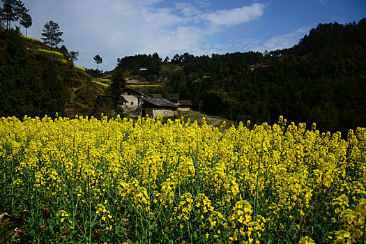 春天,油菜花