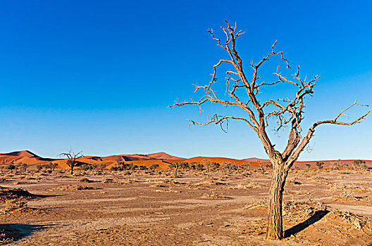 索苏维来地区,纳米布沙漠,纳米比诺克陆夫国家公园,纳米比亚