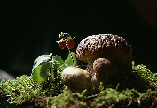 野外,蘑菇,树莓