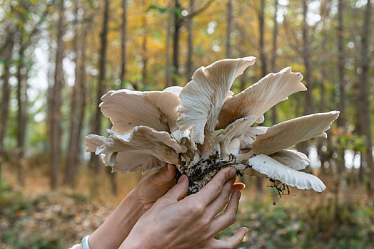 柳树树墩上新鲜的蘑菇