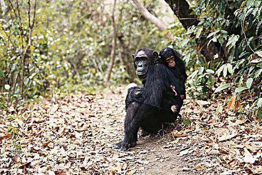 坦桑尼亚,冈贝河国家公园,黑猩猩,相似,大幅,尺寸