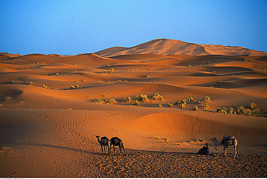 骆驼,沙丘,梅如卡,摩洛哥
