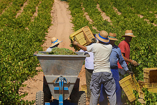 工人,收获,葡萄,旧式,葡萄园,酒用葡萄种植区,科多巴省,安达卢西亚,西班牙,欧洲