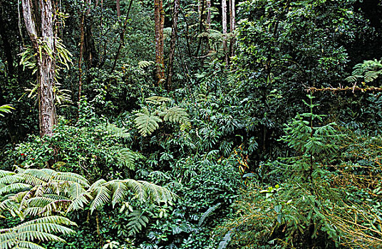 热带森林,茂盛,植被,夏威夷