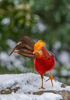 重庆金佛山,珍稀鸟类雪中觅食