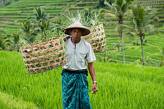 稻米,农民,稻米梯田,巴厘岛,印度尼西亚,亚洲