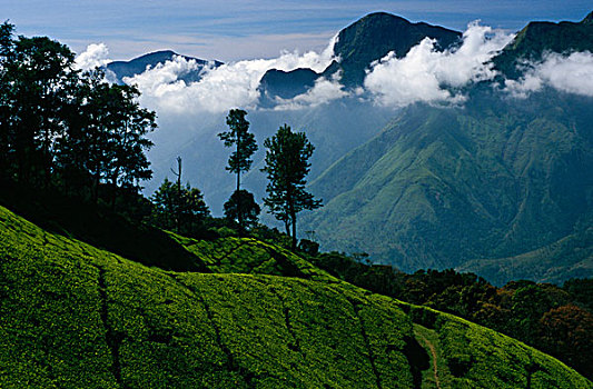 茶园,山,泰米尔纳德邦,印度,亚洲