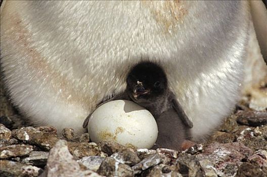 阿德利企鹅,幼禽,蛋,岛屿,陆地,东方,南极