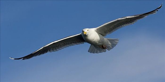 银鸥,飞,挪威