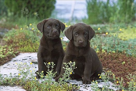 巧克力拉布拉多犬,狗,肖像,两个,小狗,坐,一起