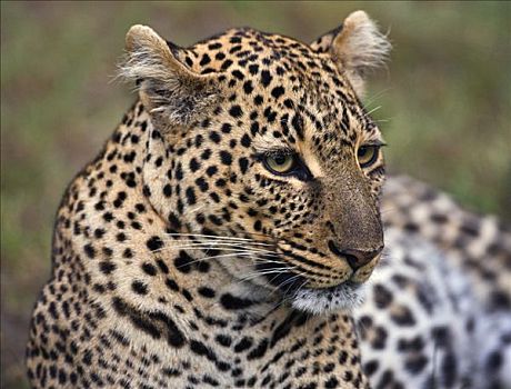 肯尼亚,纳罗克地区,马赛马拉,特写,豹,马赛马拉国家保护区