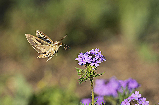 白条天蛾,成年,飞行,草原,马鞭草属植物,花,丘陵地区,德克萨斯,美国,北美