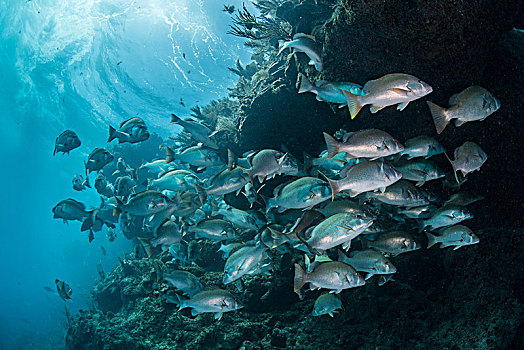 水下,红鲷鱼,鱼群,求偶,墨西哥