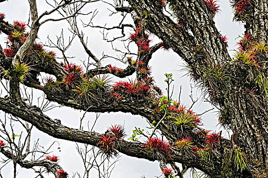 树枝,满,凤梨科植物,靠近,阿雷纳尔,哥斯达黎加,中美洲
