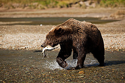 美国,阿拉斯加,卡特麦国家公园,成年,雄性,大灰熊,棕熊,新鲜,抓住,卵,三文鱼,湾